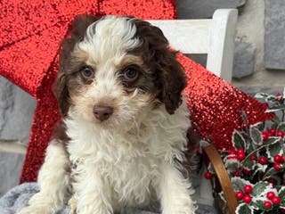 Cavapoo dogs Arlo - Ad 2