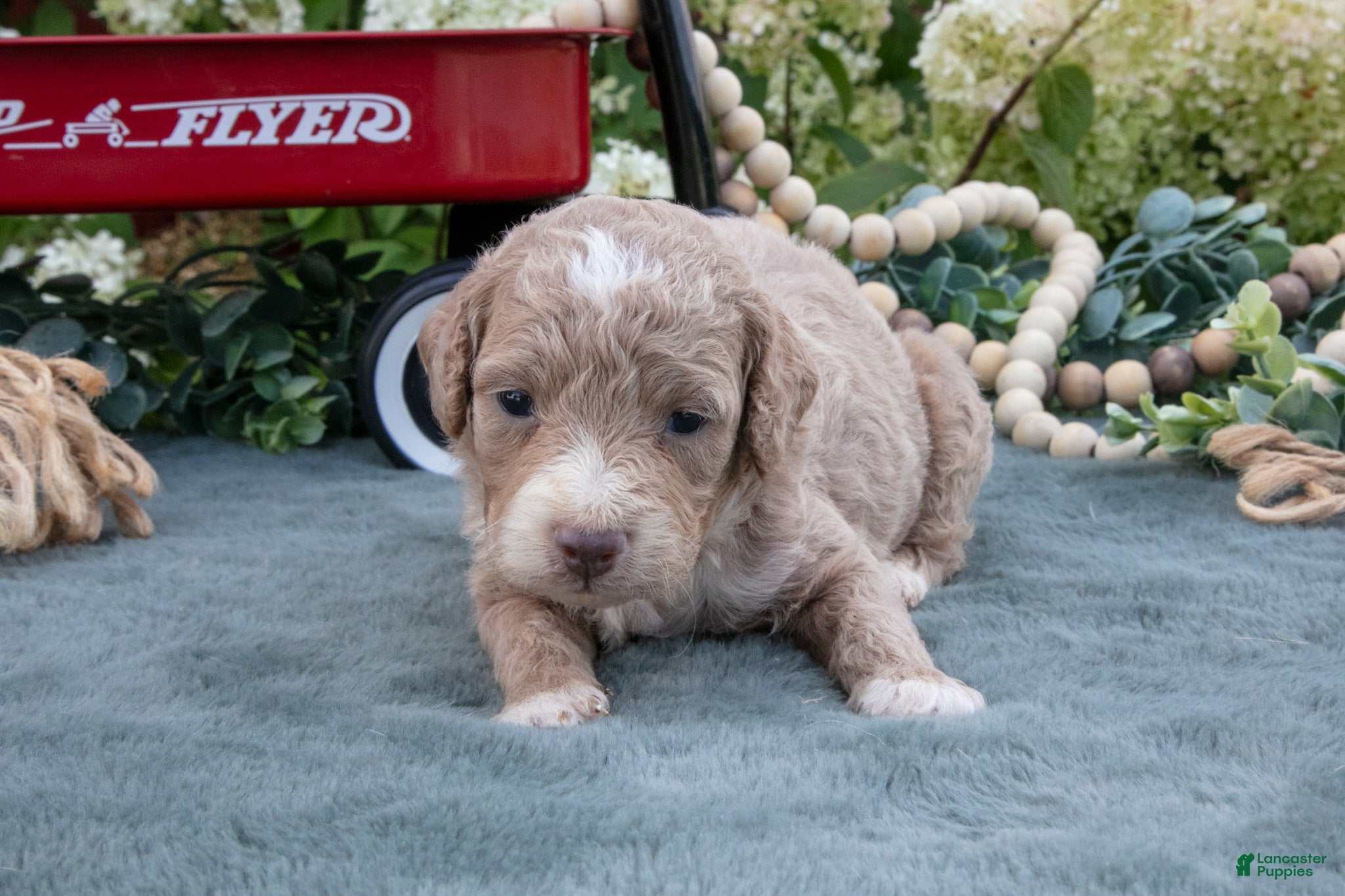 Mini Goldendoodle dogs Bono - Ad 1