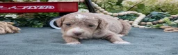 Mini Goldendoodle dogs for sale: Bono - Ad 1