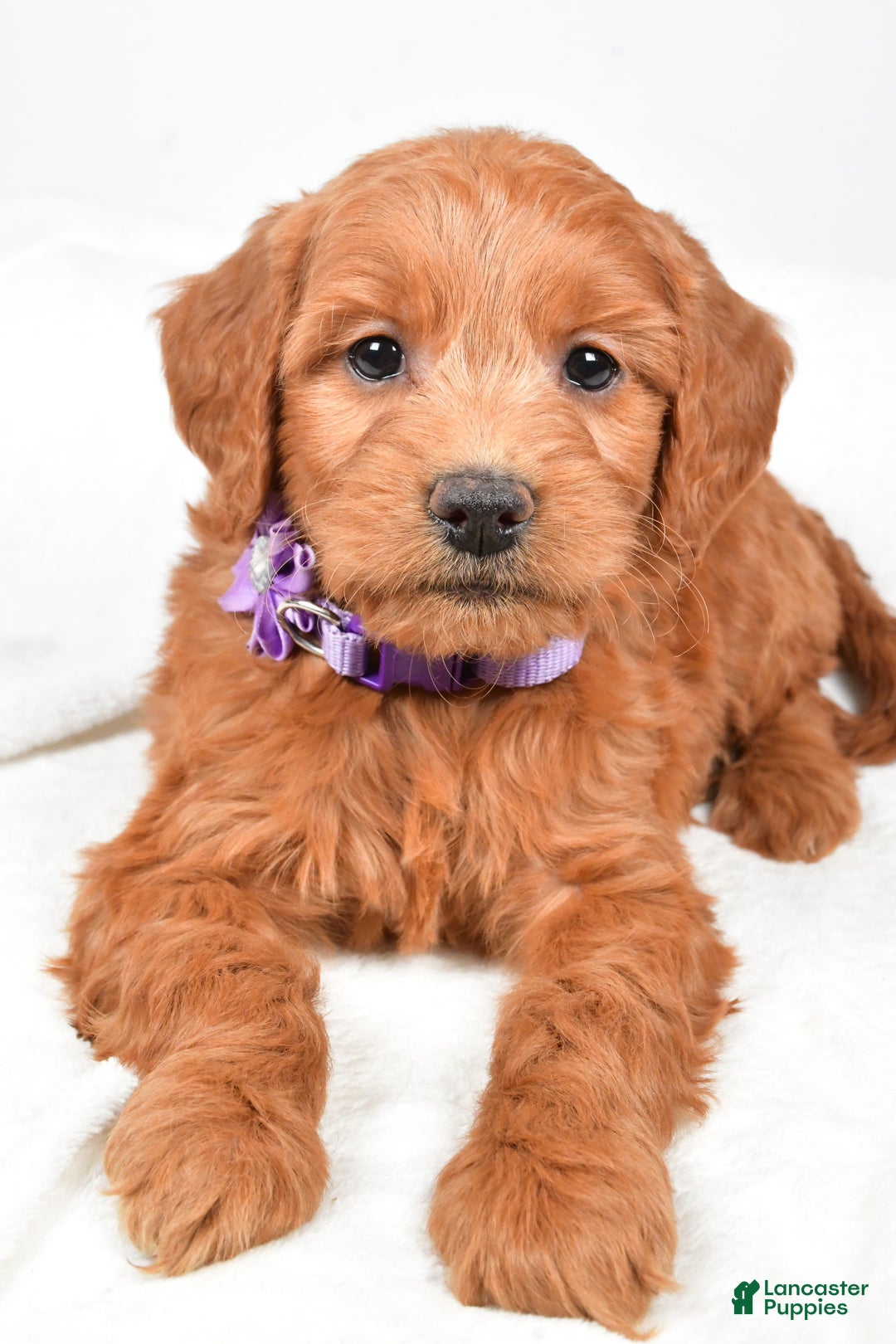 Mini Goldendoodle dogs for sale: Barb - Ad 1