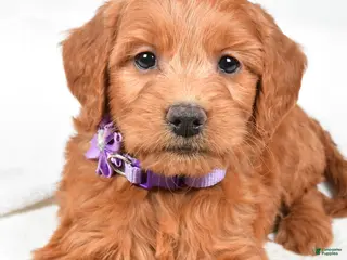 Mini Goldendoodle dogs Barb - Ad 25