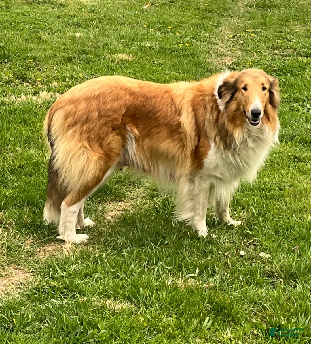 Collie dogs for sale: Willow - Ad 2