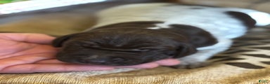 German Shorthaired Pointer Puppy 3
