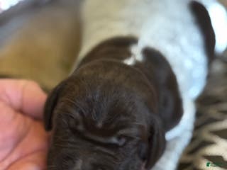 German Shorthaired Pointer dogs German Shorthaired Pointer Puppy 3 - Ad 20