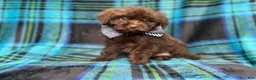 Shihpoo dogs for sale: Bentley - Ad 2