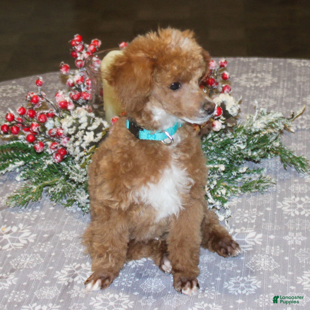 Miniature Poodle dogs for sale: Teddy - Ad 5