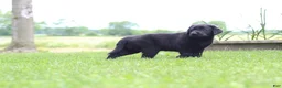 Labrador Retriever dogs for sale: Clark - Ad 8