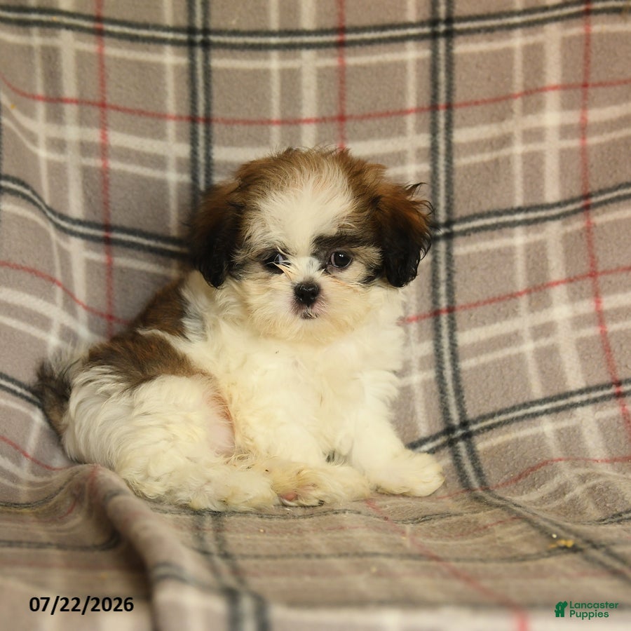 Shih Tzu dogs Sera - Ad 2