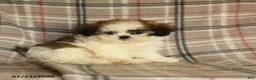 Shih Tzu dogs for sale: Sera - Ad 2