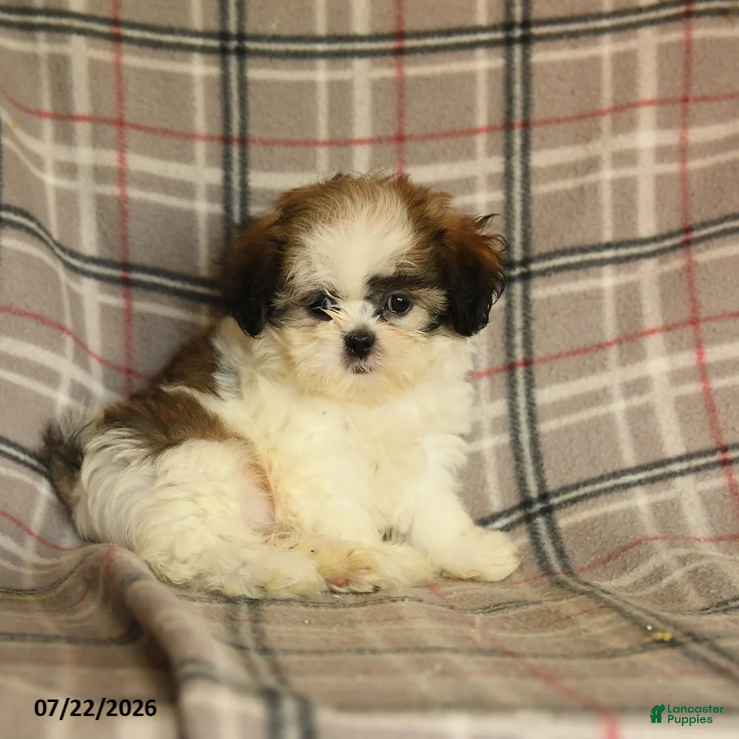 Shih Tzu dogs for sale: Sera - Ad 2