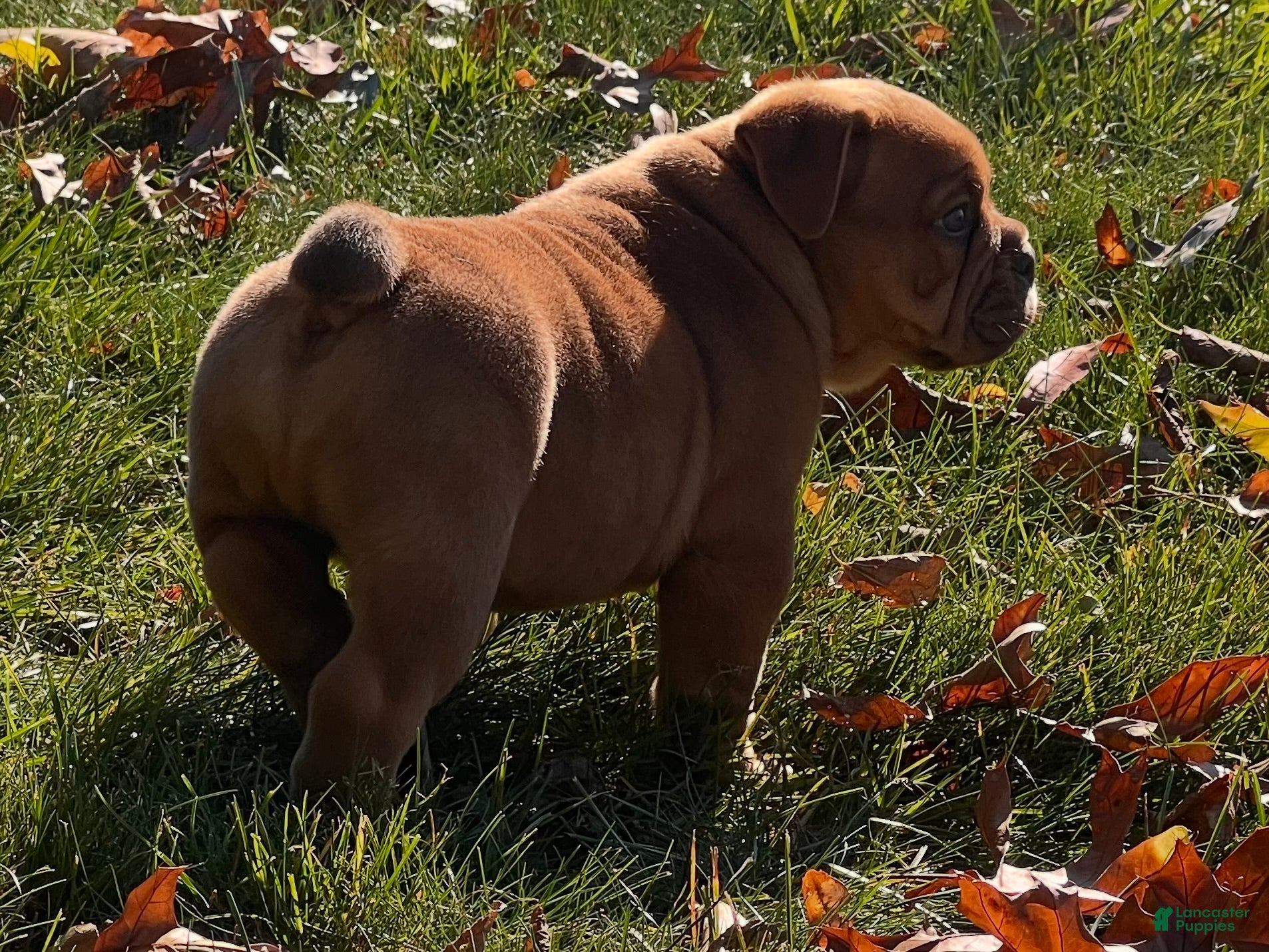 English Bulldog dogs for sale: Pumpkin  - Ad 2