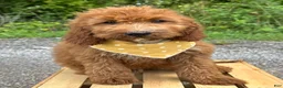 Irish Doodle dogs for sale: Daisy - Ad 3
