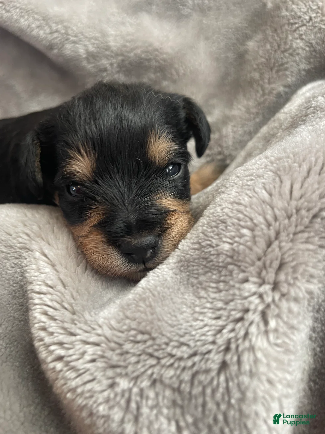 Miniature Schnauzer dogs for sale: Miniature Schnauzer Puppy 3 - Ad 6