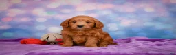 Mini Goldendoodle dogs for sale: REX - Ad 5