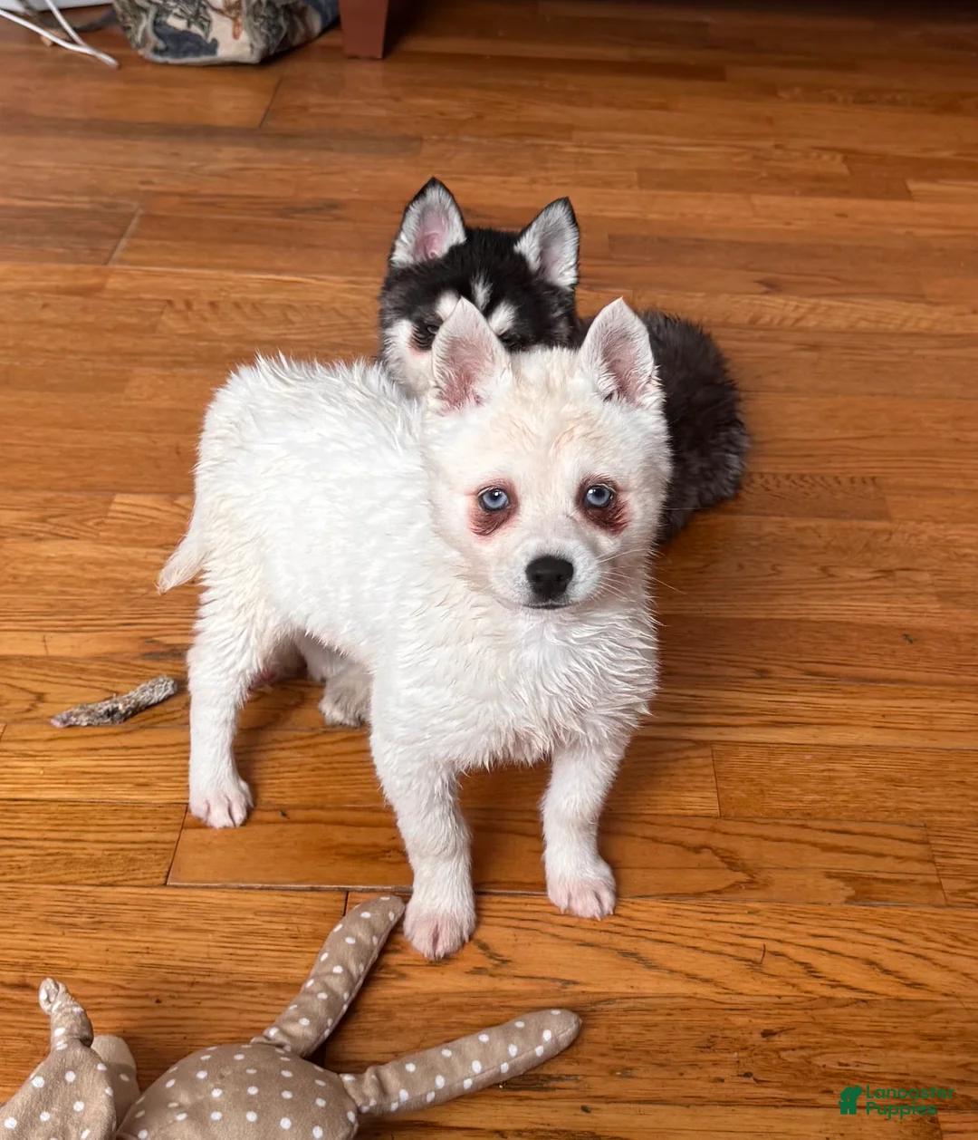 Alaskan Klee Kai dogs for sale: Alaskan Klee Kai Puppy 2 - Ad 2
