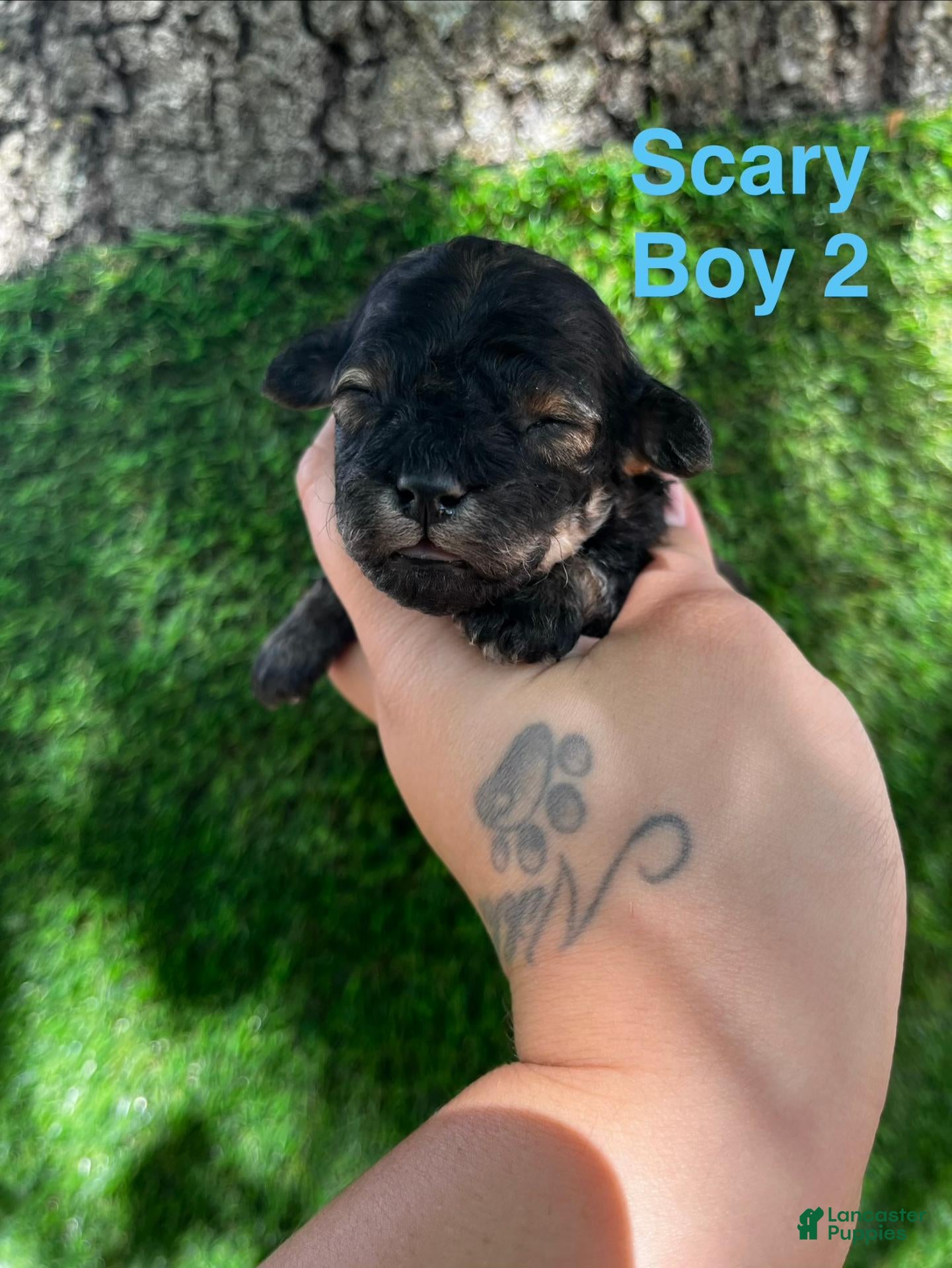 Scary (Shihpoo, Male) in Russellville, AR