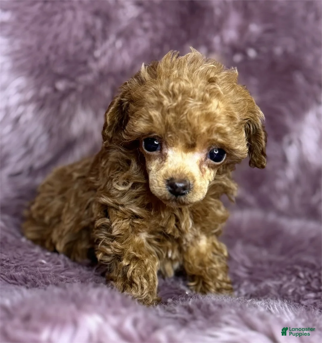 Toy Poodle dogs for sale: Toy Poodle Puppy 2 - Ad 3