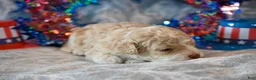 Havapoo dogs for sale: Oscar - Ad 3