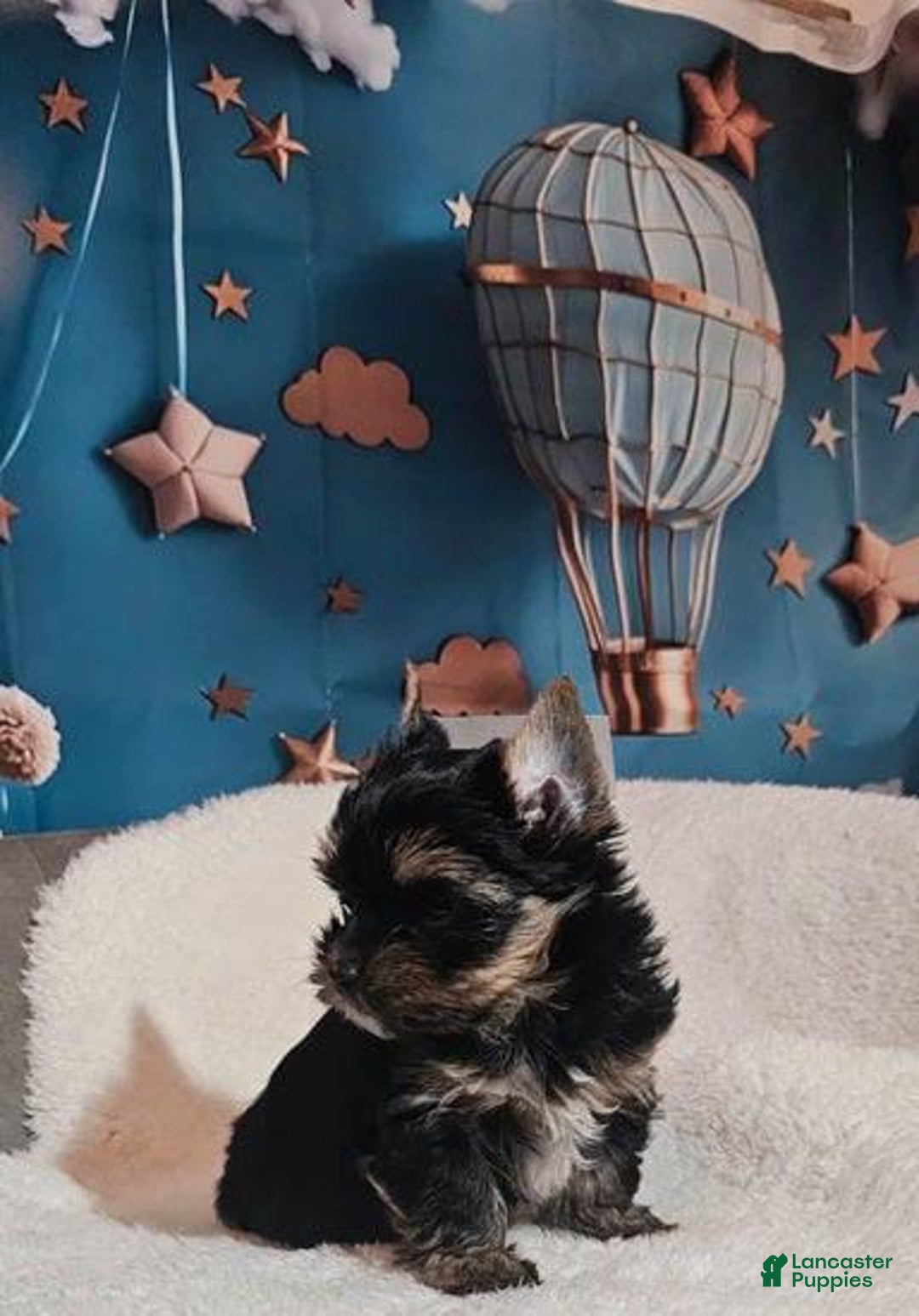 Yorkshire Terrier dogs for sale: Calvin - Ad 9