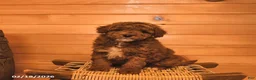 Mini Goldendoodle dogs for sale: Ranger  - Ad 1