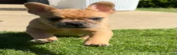 French Bulldog dogs for sale: Potato - Ad 3