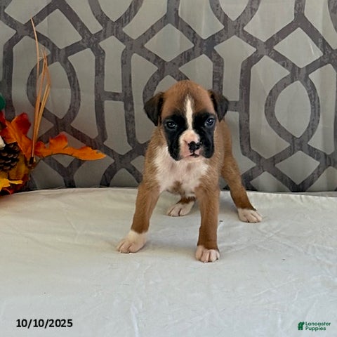 Boxer Puppies for sale in New York Lancaster Puppies