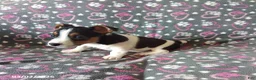 Jack Russell Terrier dogs for sale: Trixie - Ad 3