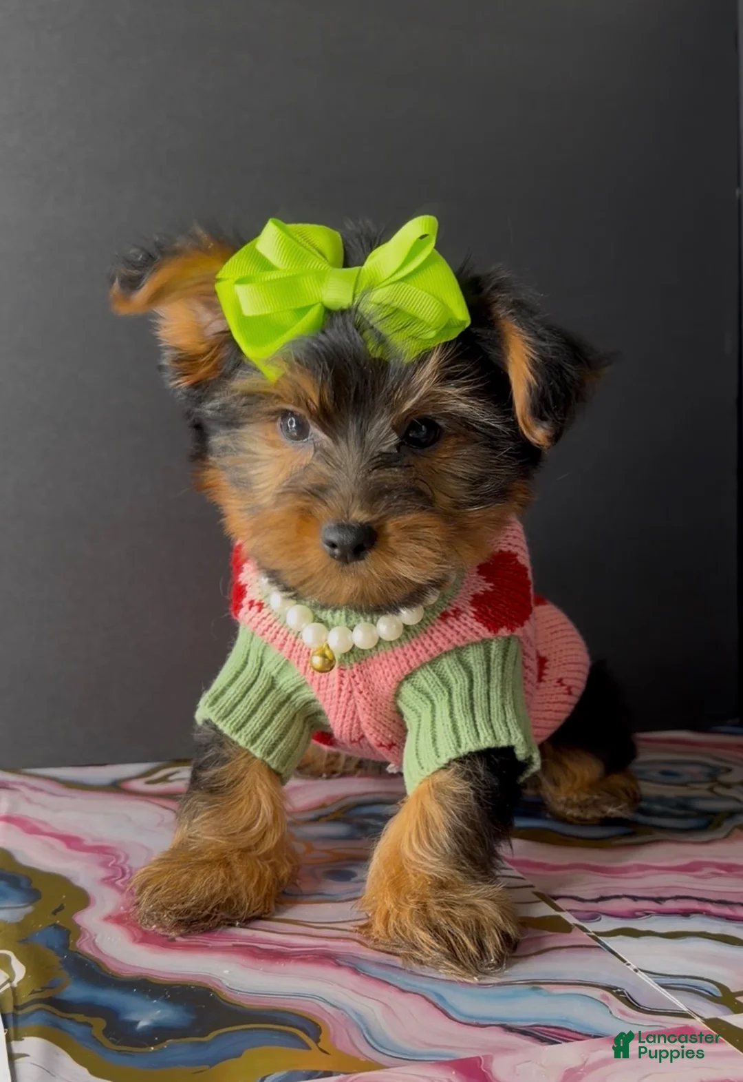 Yorkshire Terrier dogs for sale: Paris  - Ad 2