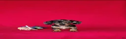 Miniature Dachshund dogs for sale: Brooklyn - Ad 3