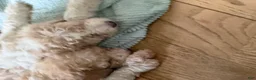 Bernedoodle dogs for sale: DINKY - Ad 14