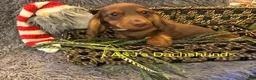 Miniature Dachshund dogs for sale: Miniature Dachshund Puppy 2 - Ad 2