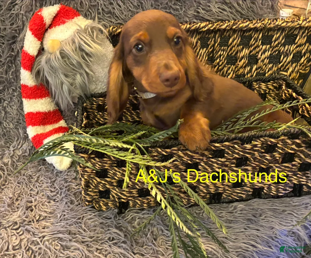 Miniature Dachshund dogs for sale: Miniature Dachshund Puppy 2 - Ad 2