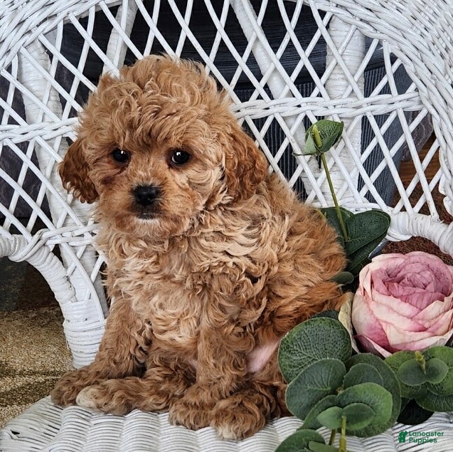 Cavapoo dogs Gracie - Ad 2