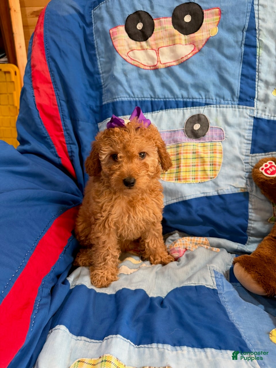 Goldendoodle dogs Princess Petite Goldendoodle - Ad 1