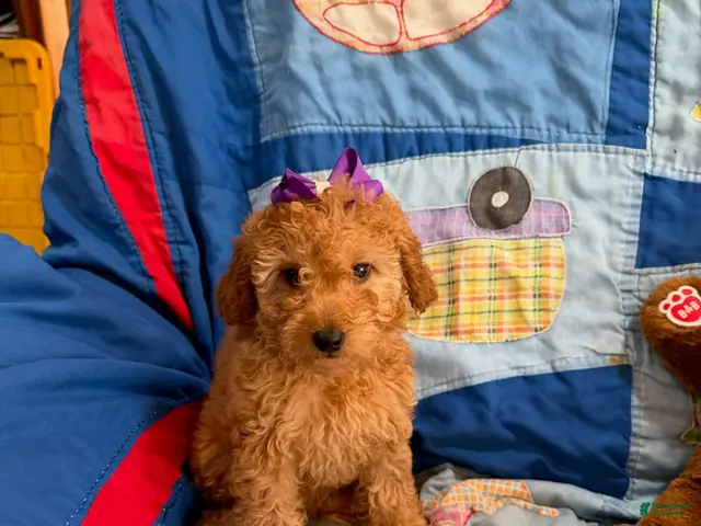 Goldendoodle dogs for sale: Princess Petite Goldendoodle - Ad 1