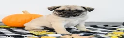 Pug dogs for sale: Polly - Ad 4