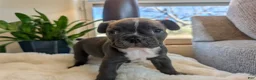 Frenchton dogs for sale: Clover - Ad 22