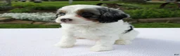 Cavapoo dogs for sale: Alex - Ad 7