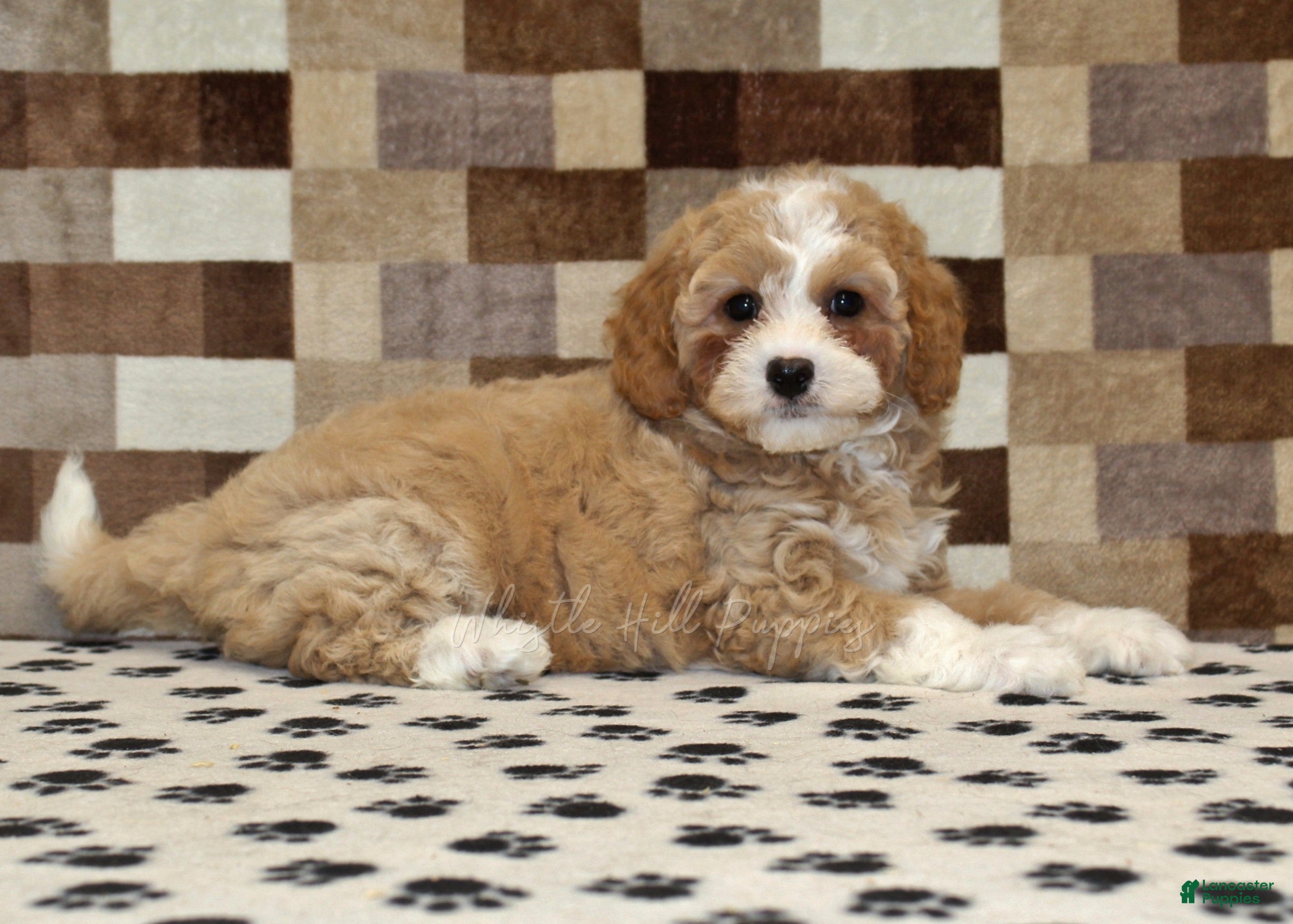 Mixed Breed dogs Fern - Ad 2