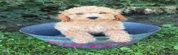 Cockapoo dogs for sale: Jane - Ad 3