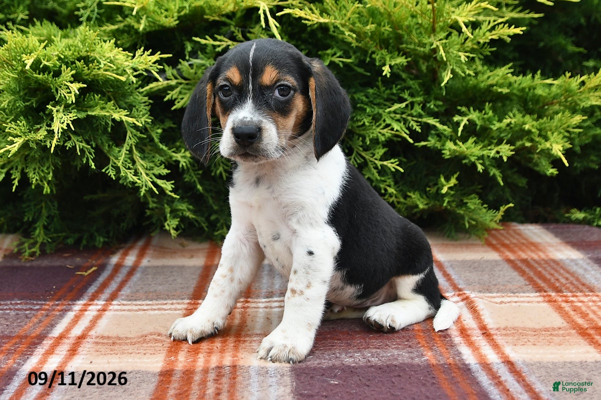 Beagle dogs Brody - Ad 2
