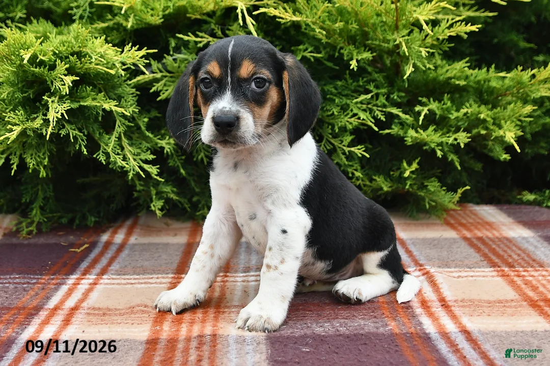 Beagle dogs for sale: Brody - Ad 2