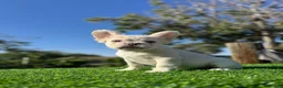 French Bulldog dogs for sale: Jake Paul the Fluffy - Ad 3