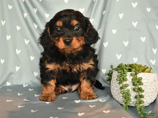 Cavapoo dogs for sale: Benji - Ad 2