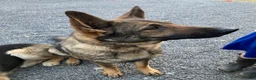 German Shepherd dogs for sale: Bear - Ad 26