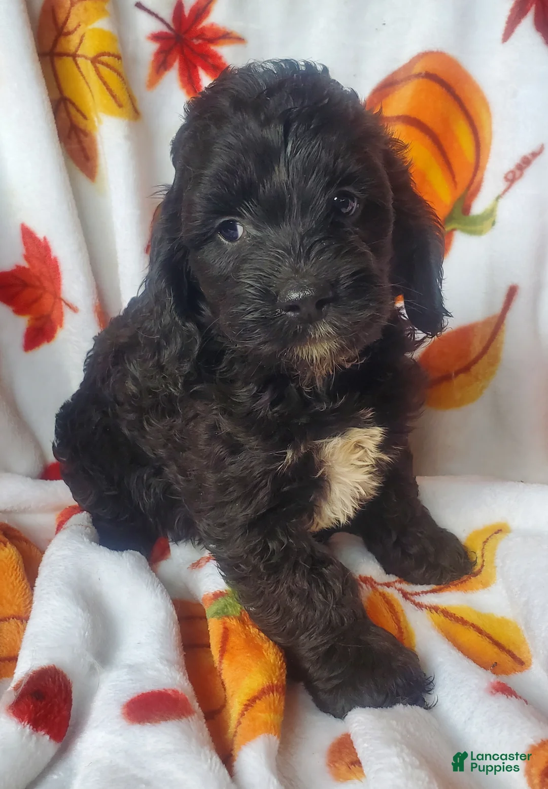 Cockapoo dogs for sale: Dillon - Ad 4