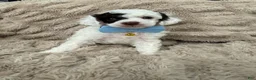 Toy Poodle dogs for sale: AKC Spanky Genetically Clear  - Ad 8