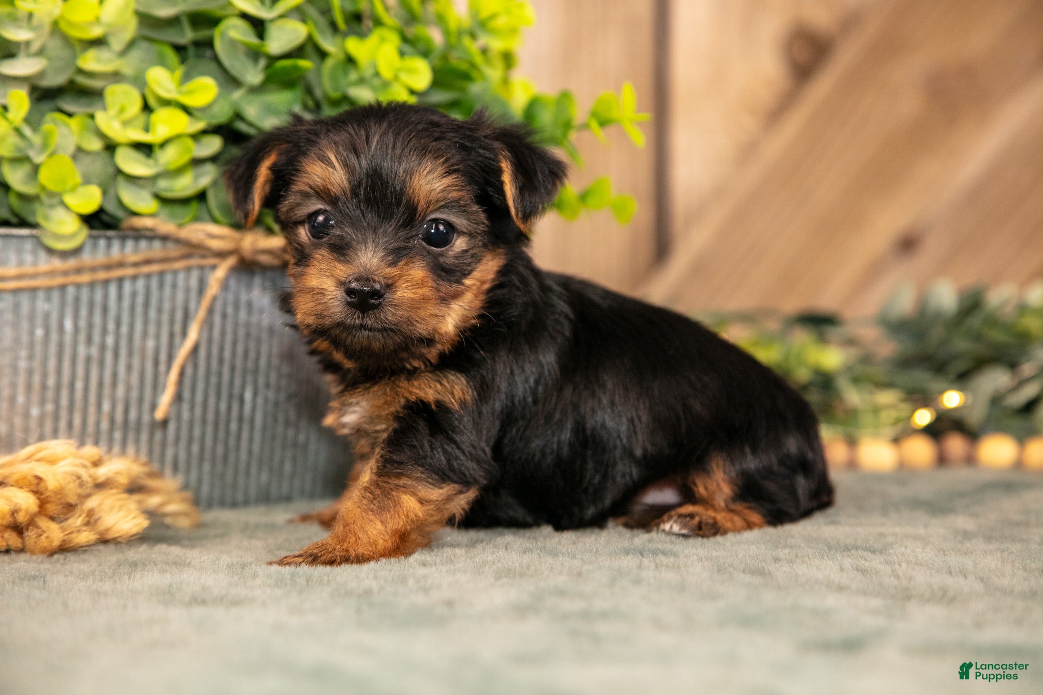 Yorkshire Terrier dogs Flash - Ad 1