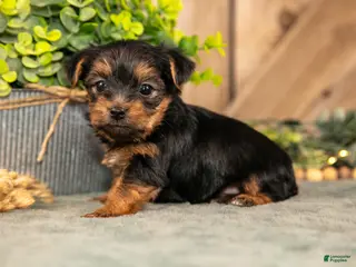 Yorkshire Terrier dogs for sale: Flash - Ad 1