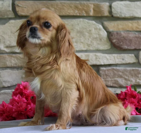 Gallery Image {{count}}